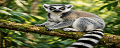 Ring-tailed lemur in Madagascar forest, perched on a branch